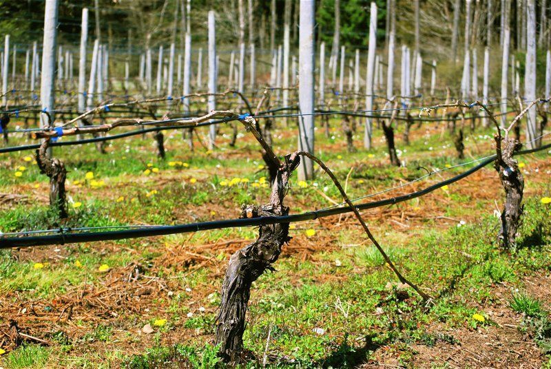 Cherry Point Estate Wines