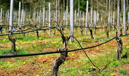 Cherry Point Estate Wines