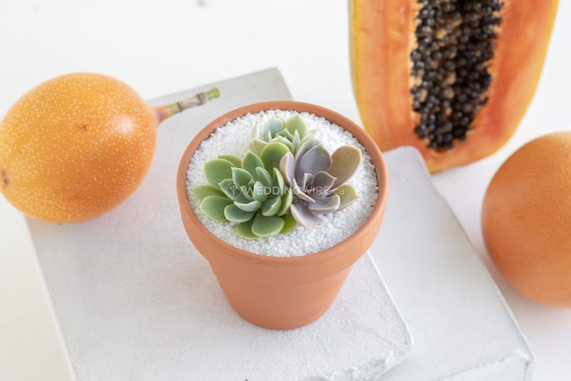 Canadian Succulents