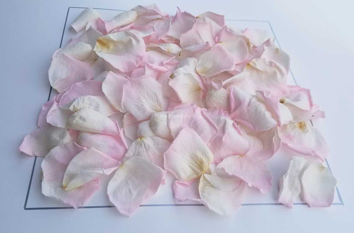 blush flower petals