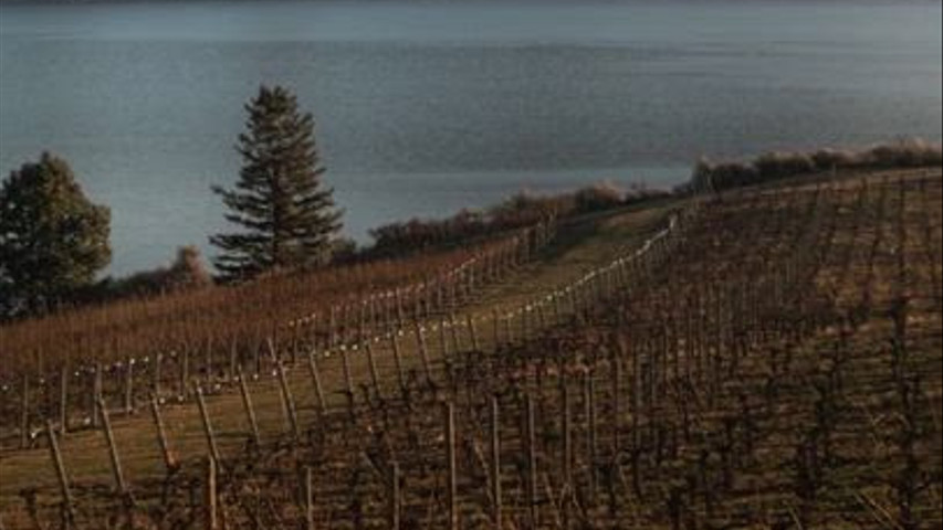 Vows & Vines Vineyard Ltd.