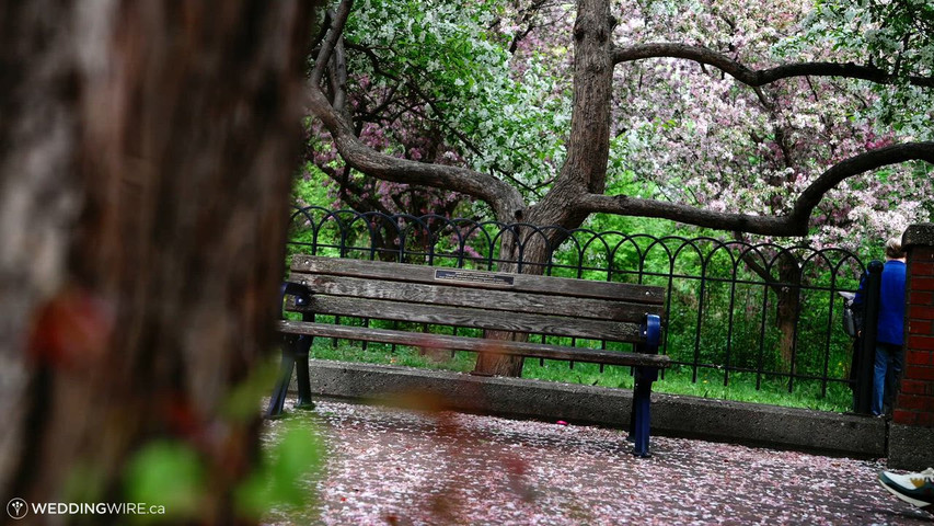 Love under cherry blossoms
