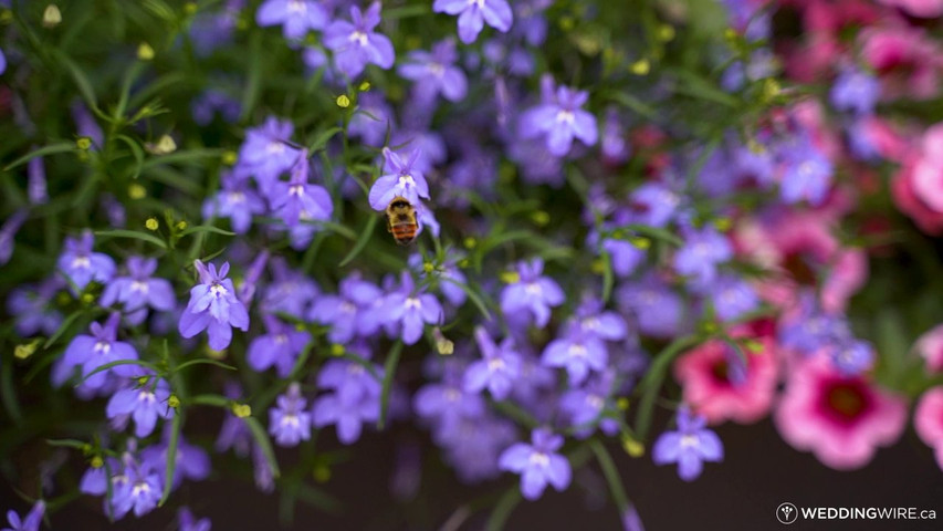 A Bear and Bison Canadian Country Inn