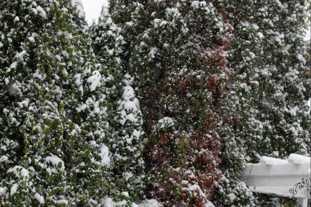 Michelle & Michael's wedding 2