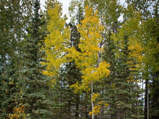 Corey and Alyson&apos;s wedding in Bragg Creek, Alberta 200