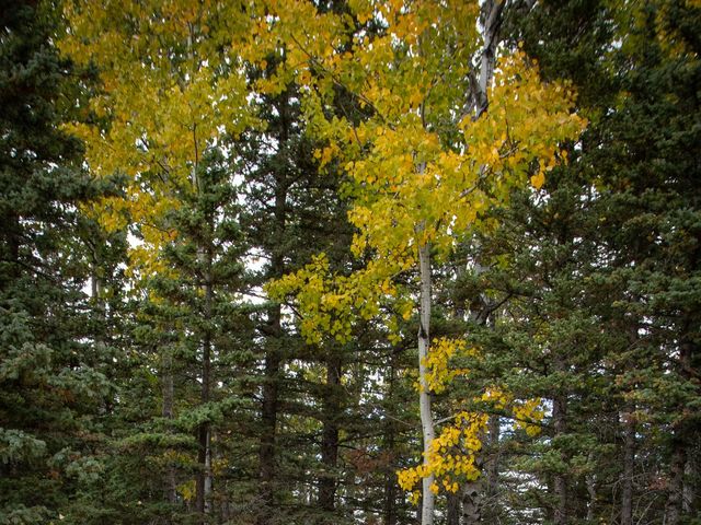 Corey and Alyson&apos;s wedding in Bragg Creek, Alberta 251