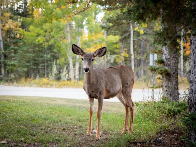 Corey and Alyson&apos;s wedding in Bragg Creek, Alberta 269