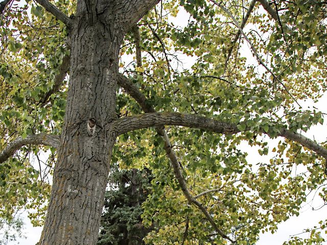 Dylan and Robyn's wedding in St. Albert, Alberta 12