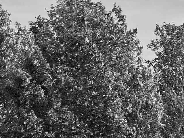 Colleen and Brandon's wedding in Cambridge, Ontario 35