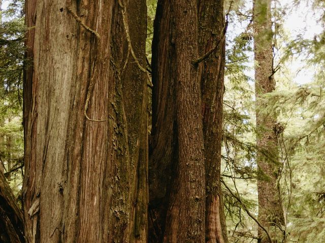 Jordan and Alma&apos;s wedding in Tofino, British Columbia 42