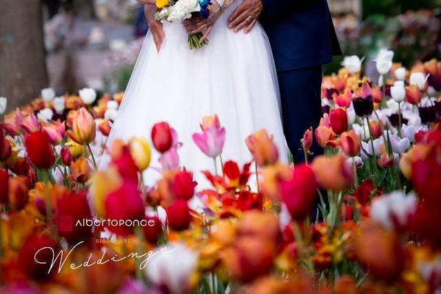 Alberto Ponce Photography & Video 2