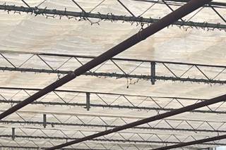 Drysdale's Tree Farm - 5