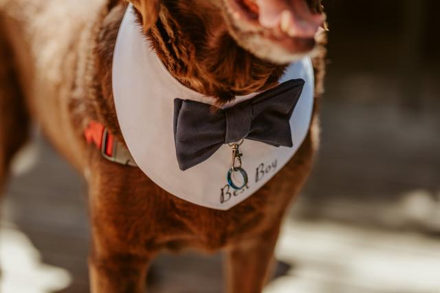 Ascend Photo and Video - 4