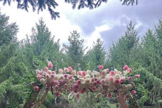La Rose Flowers - 2