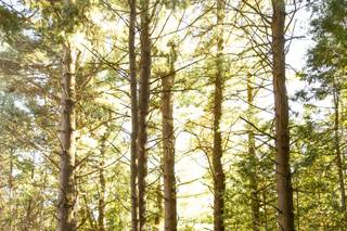 Valerie Russell  - Humanist Officiant - 5