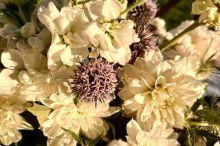 Harris Flower Farm - 5