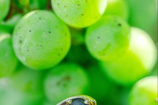 Tang Photography - 10