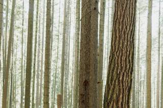 Wilson Lau Photography - 7