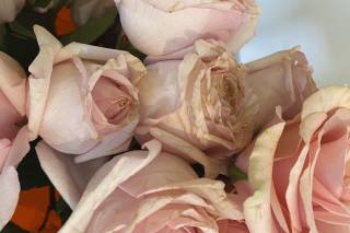 Blush Pink Roses – Bunches Direct Canada