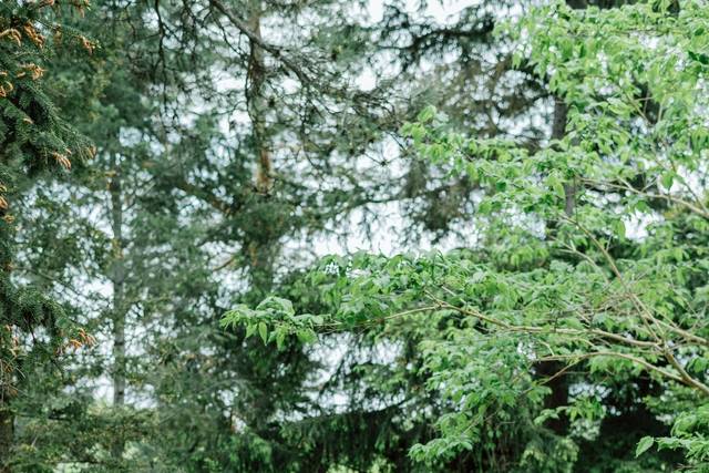 Royal Botanical Gardens 2