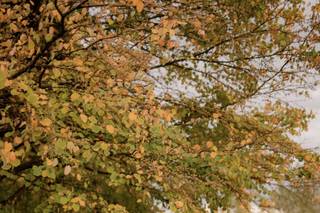 Ginger Photography - 6