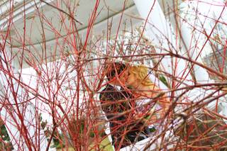 Nick Janzen Photography - 16