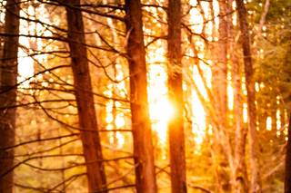 Sarah Hall Consulting -Officiant - 5