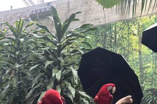 Bloedel Conservatory - 7