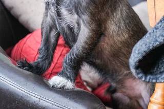 The Toronto Wedding Photographer - 11