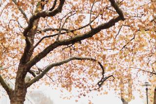 Wilson Lau Photography - 9