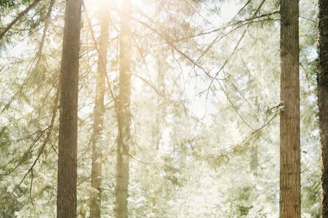 Rustic Wedding - High Country Tree Farm 3