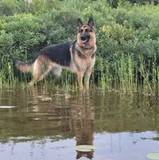 Ailish