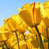 Gurpreet