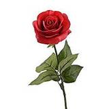 Rosanne