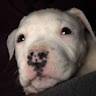 Tabitha