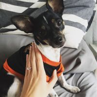The dog days of weddings - 1