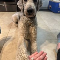 Brides of 2026 - Let's See Your Ring! - 1