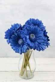 Blue Gerber Daisy