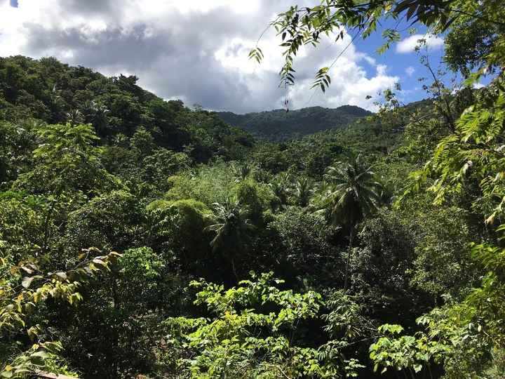 View from ziplining