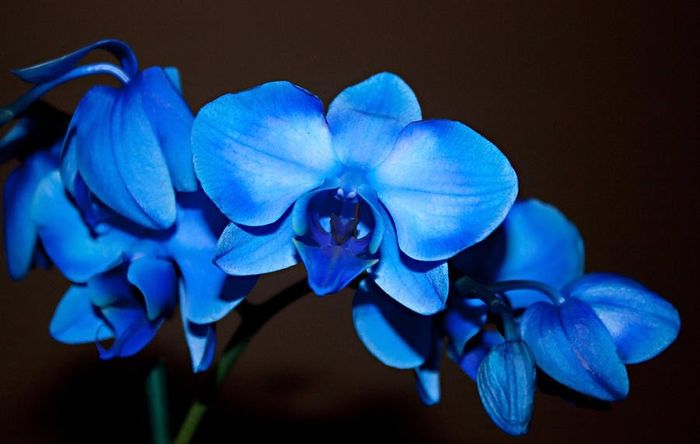 Blue Orchid