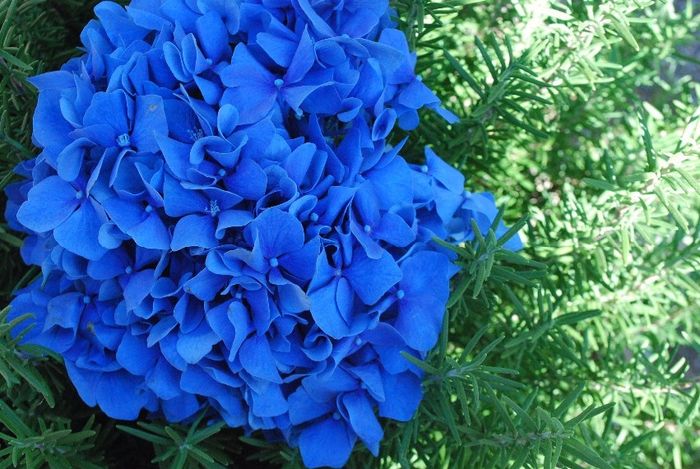 Blue Hydrangea