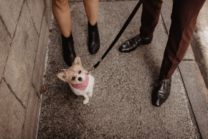 Engagement Shoot with a Dog - 1