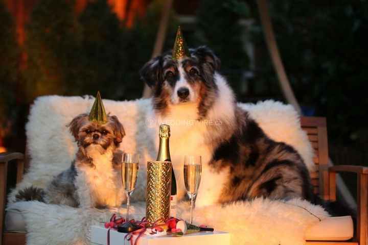 Dogs in Gold Party Hats