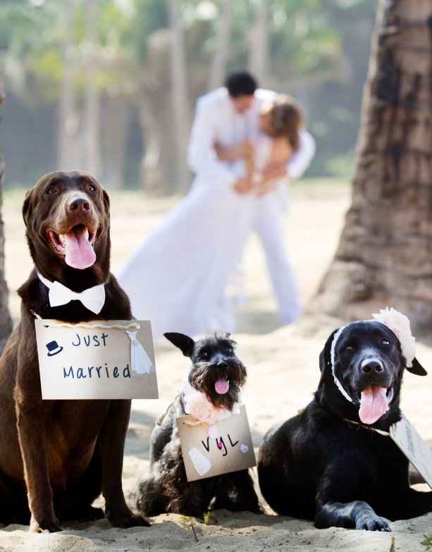 Pets and animals at weddings - 1