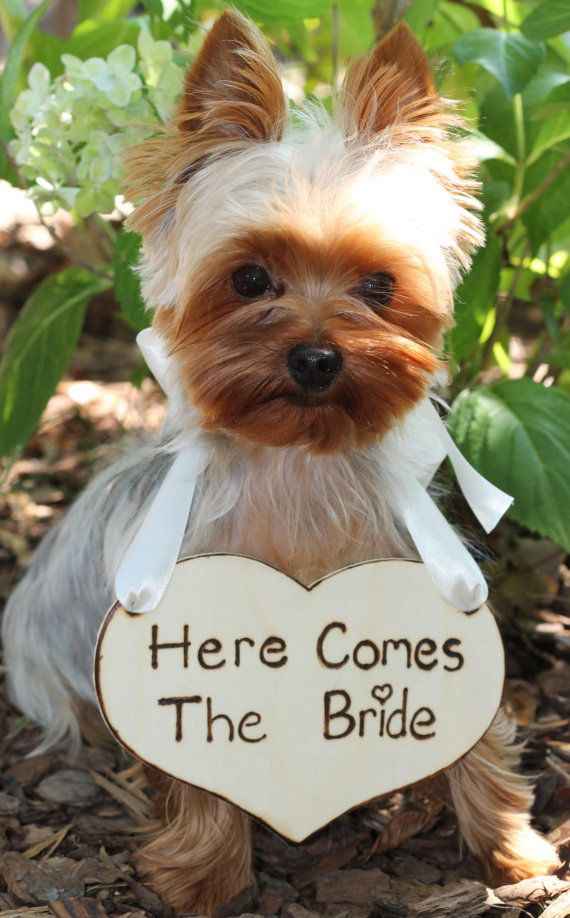 Pets and animals at weddings - 3