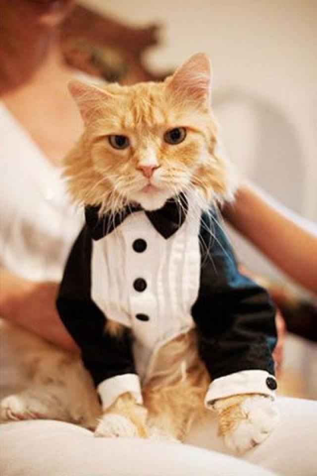 Pets and animals at weddings - 5