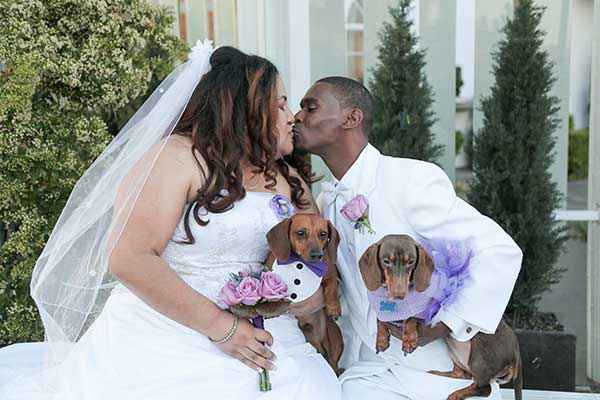 Pets and animals at weddings - 7