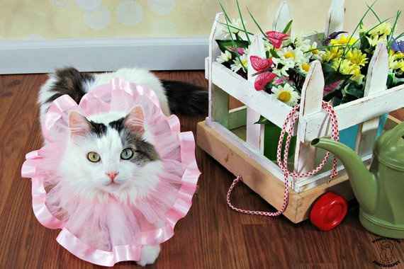 Pets and animals at weddings - 9