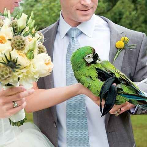 Pets and animals at weddings - 11
