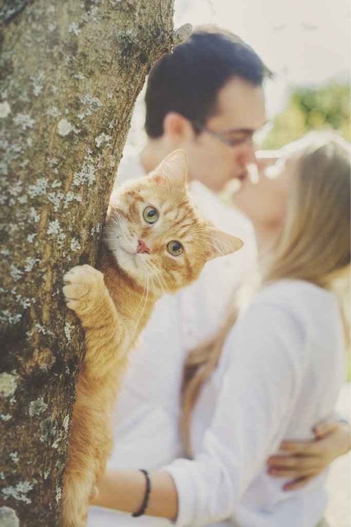 Pets and animals at weddings - 12